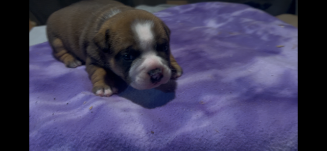 Legend – Icon × Storm Micro Bully Male