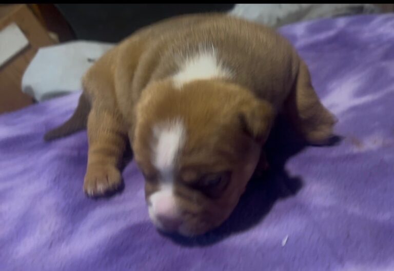 Chanel – Icon × Storm Micro Bully Female