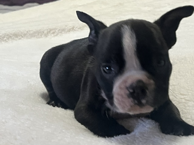 Onyx – Icon × Storm Micro Bully Male