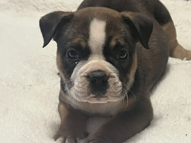 Legend – Icon × Storm Micro Bully Male