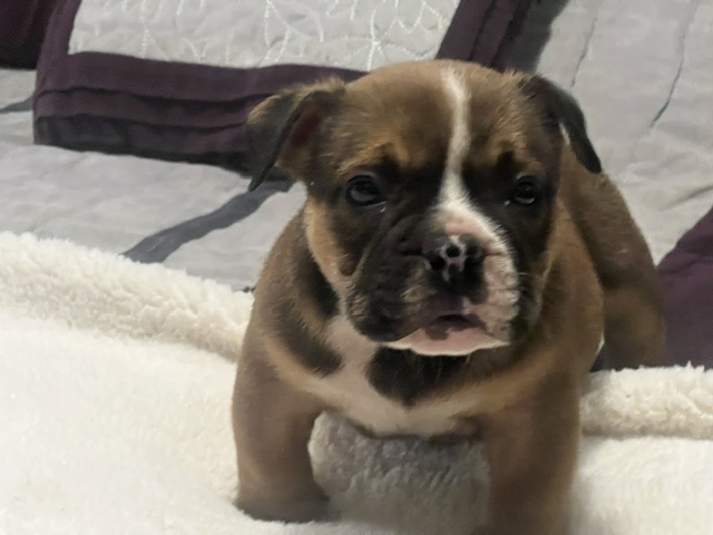 Kingston – Icon × Storm Micro Bully Male