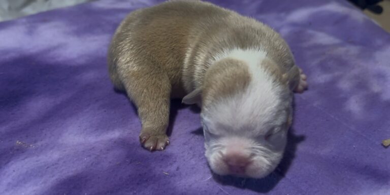Athena – Cyber × Raven Micro Bully Female