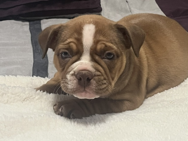Chanel – Icon × Storm Micro Bully Female
