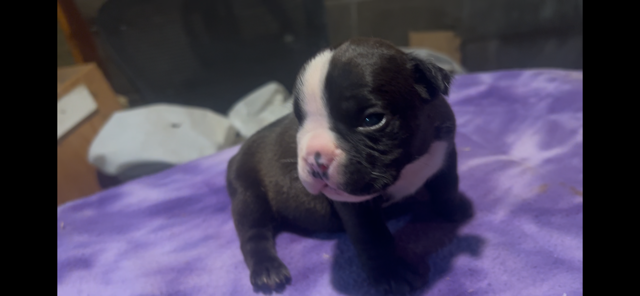 Onyx – Icon × Storm Micro Bully Male