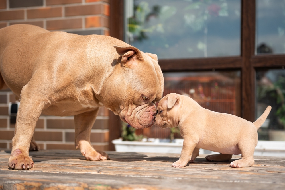 American Bully puppy with its father serving families in Syracuse, NY