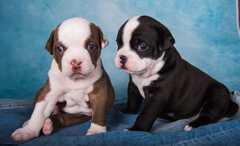 Male and female American Bully puppies sitting together for a male vs female American Bully comparison.