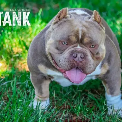 Frank