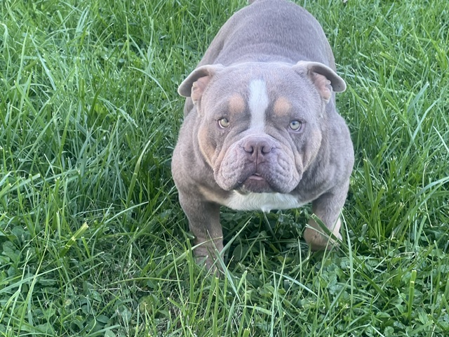 Chanel Chocolate Tri Micro Bully female from Capcity Bullys