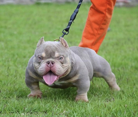 GLB Crown American Bully with Bape bloodline genetics