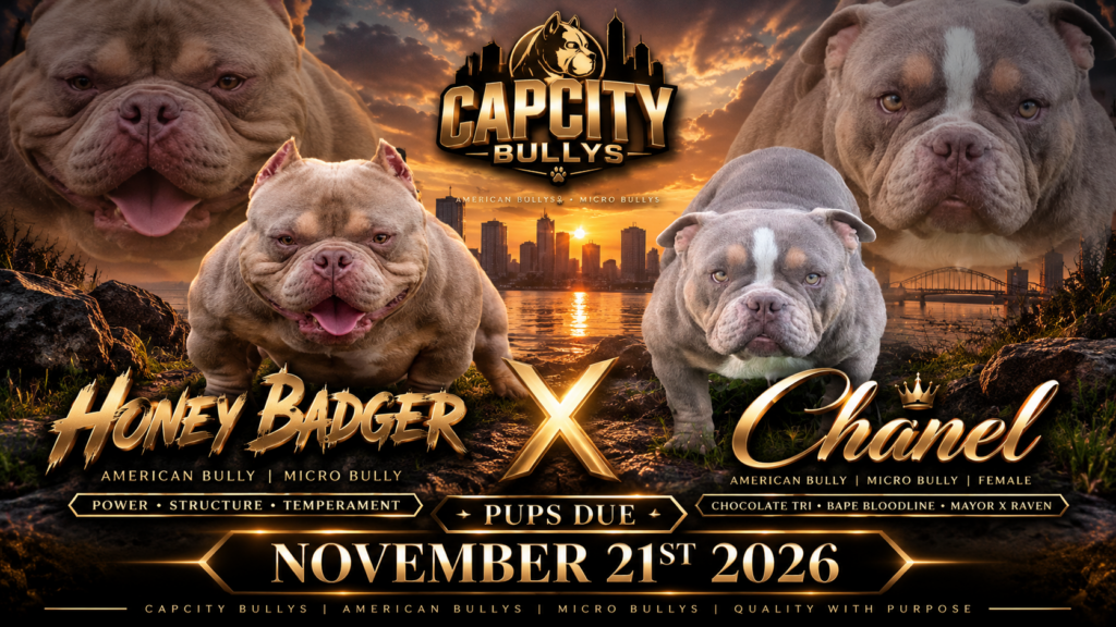 Honey Badger x Chanel Micro Bully breeding from Capcity Bullys with Crown and Bape bloodlines