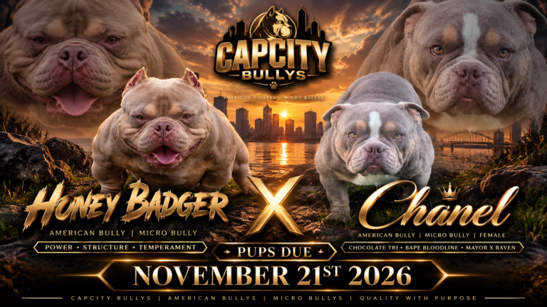 Honey Badger x Chanel Micro Bully breeding from Capcity Bullys with Crown and Bape bloodlines