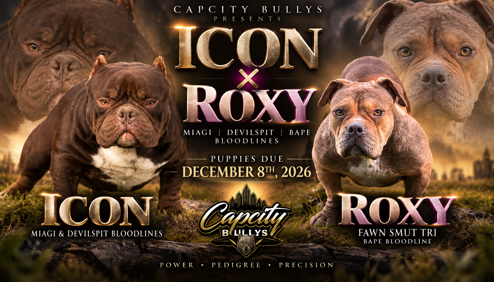 Icon and Roxy Micro Bullies featured in Capcity Bullys breeding announcement with puppies due December 8, 2026